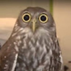 Meet your Posher, Matt